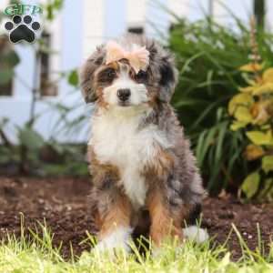 Ember, Mini Bernedoodle Puppy